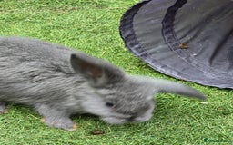 Continental Giant rabbits for sale: Giant french lops - Image 12