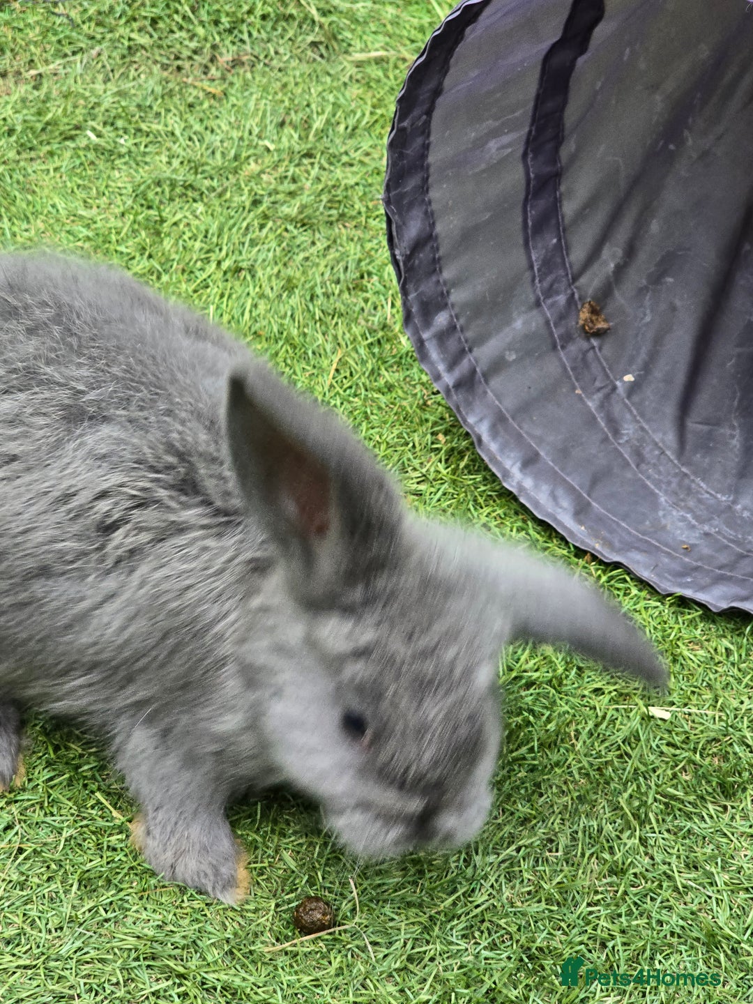 Continental Giant rabbits for sale: Giant french lops - Image 12