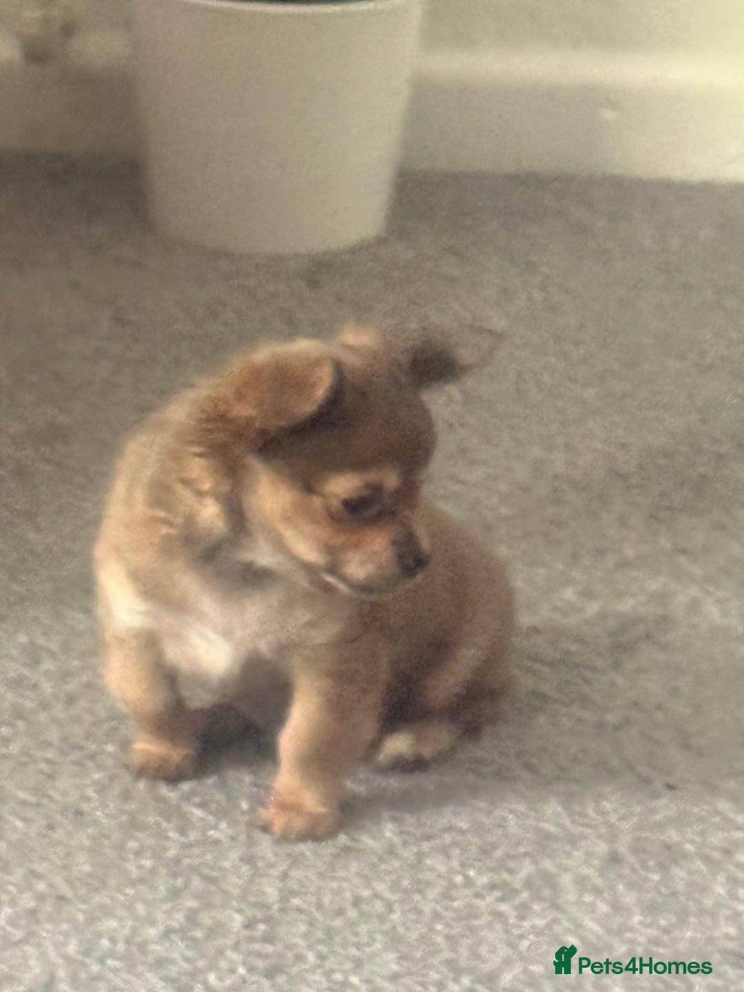 Chihuahua dogs for sale: chihuahua 8 week old female  - Advert 4