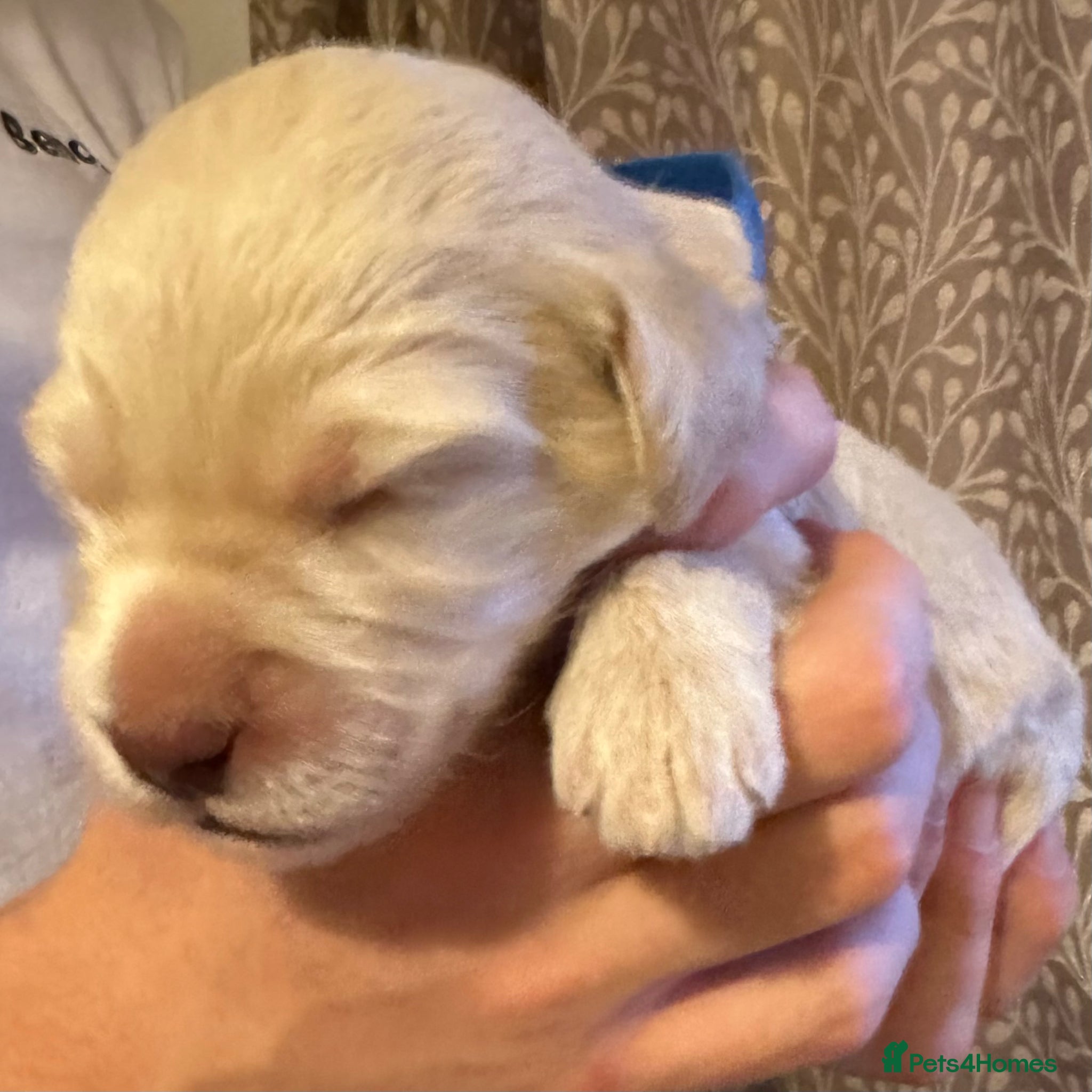 Double Doodle dogs Stunning Standard F3 Labradoodles  - Advert 2