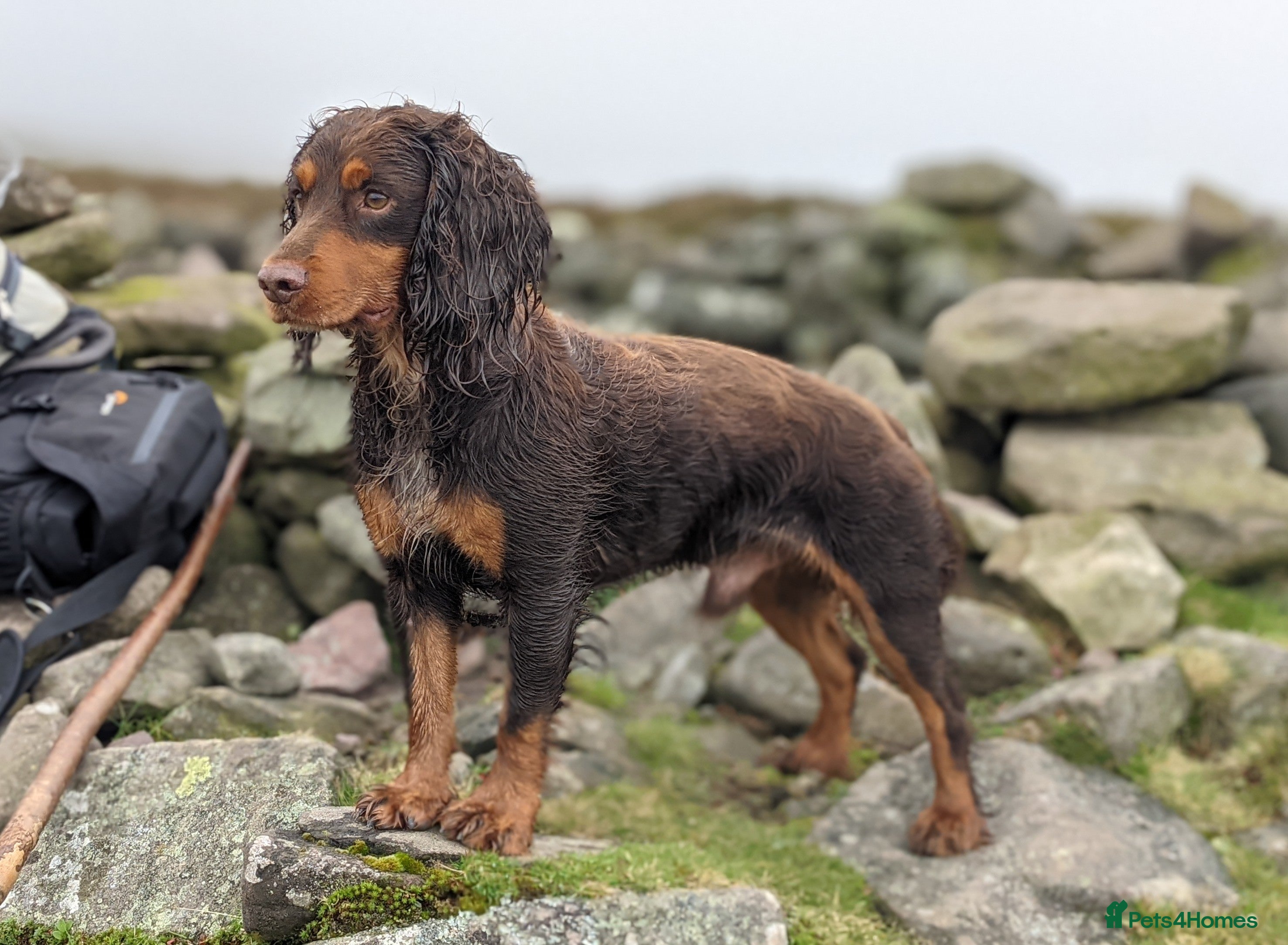 Cocker Spaniel dogs for stud: Cocker for stud in Polegate - Advert 2