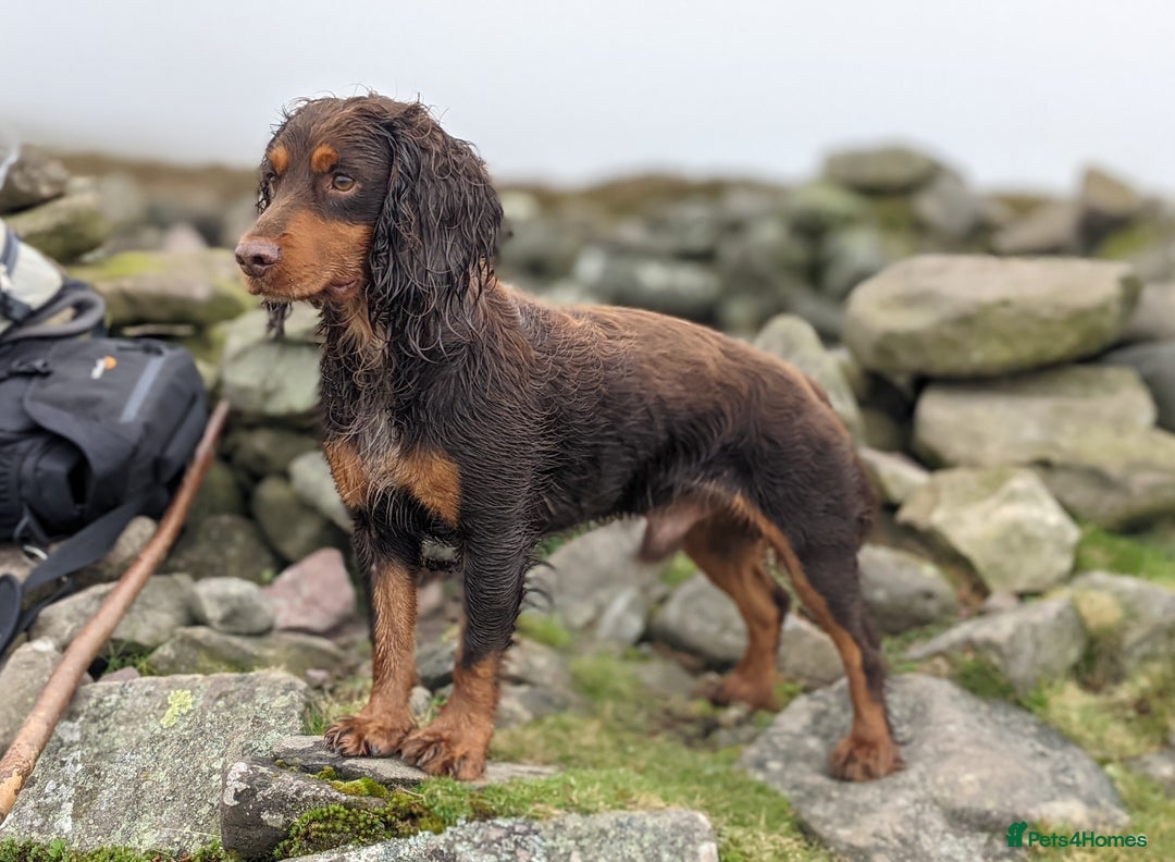 Cocker Spaniel dogs for stud: Cocker for stud in Polegate - Advert 1