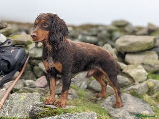 Cocker Spaniel dogs for stud: Cocker for stud in Polegate - Advert 2