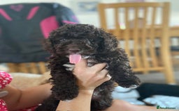Miniature Poodle dogs for stud: Proven🏆, miniature poodle - Image 9