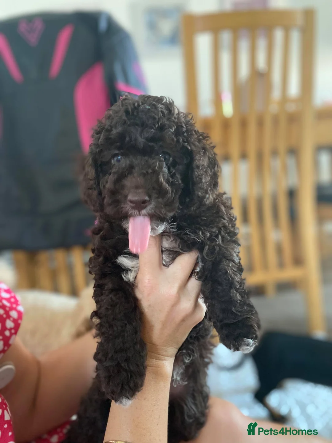 Miniature Poodle dogs for stud: Proven🏆, miniature poodle - Advert 10