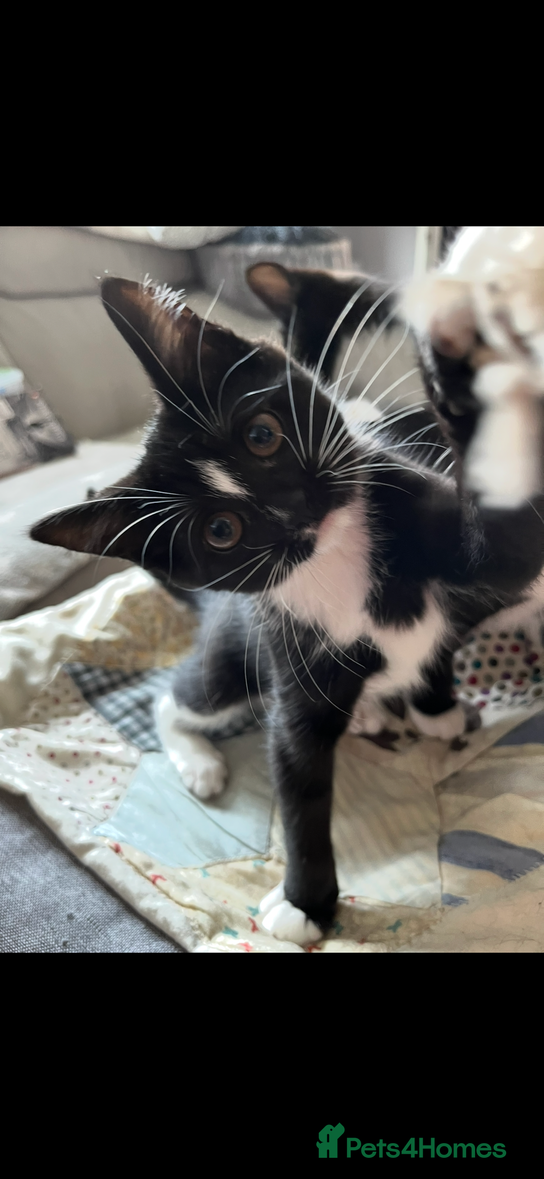 Mixed Breed cats for sale: 6 months old kitten  - Advert 7