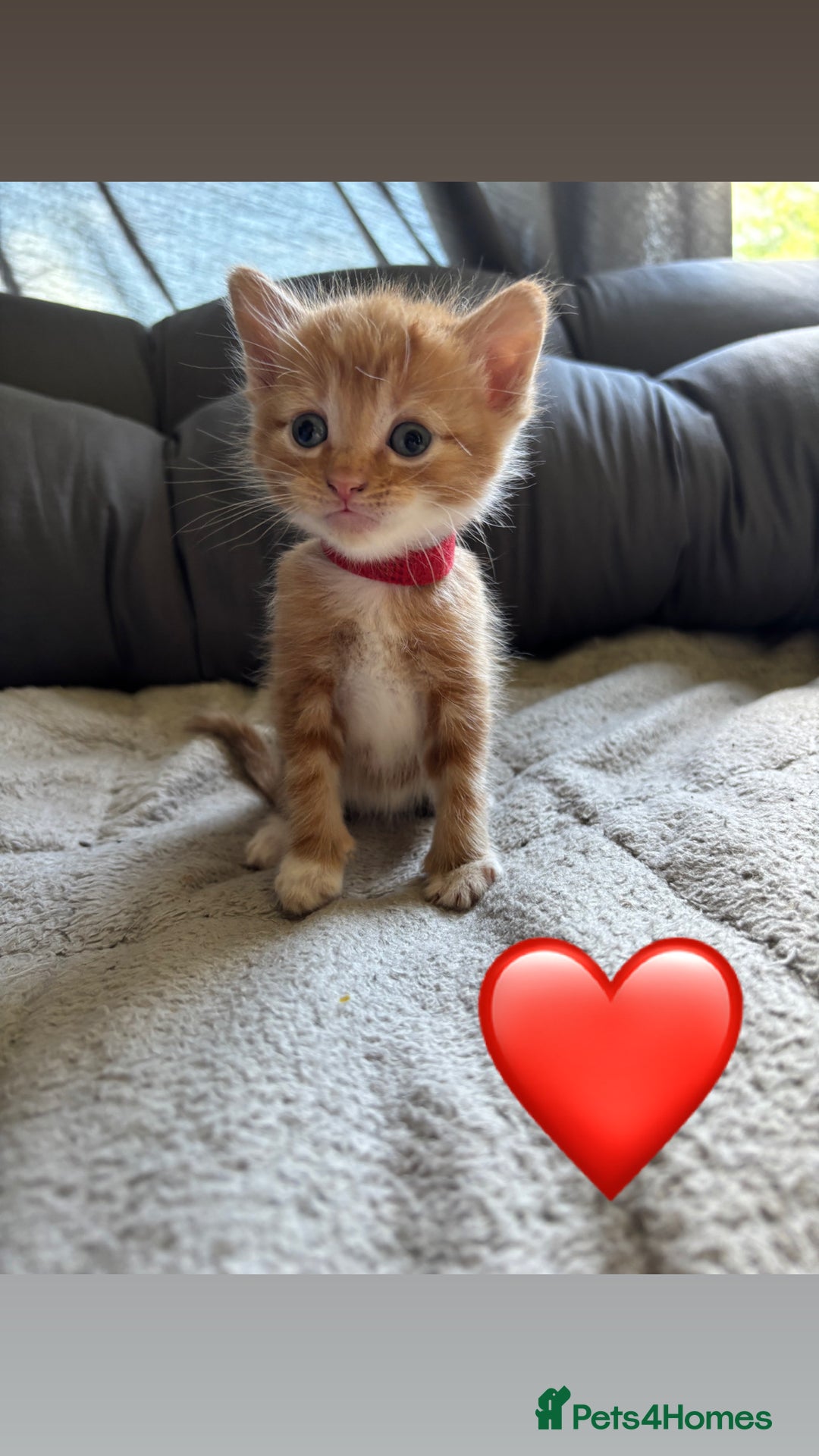 Mixed Breed cats for sale: Beautiful kittens for sale - Image 10