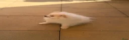 Pomeranian dogs for sale: Boy puppy  in Potters Bar - Advert 7