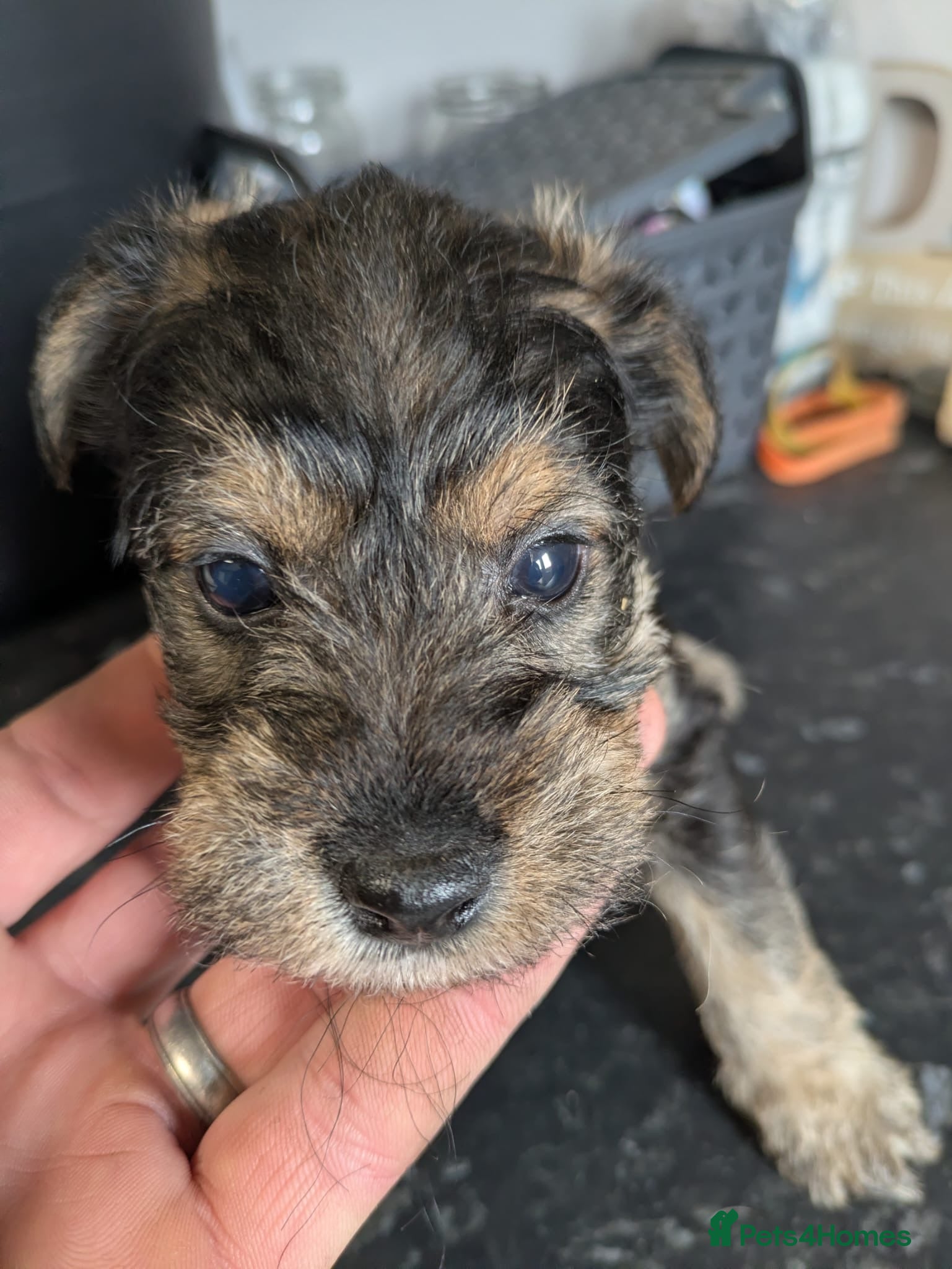 Mixed Breed dogs Wowauzer puppies for sale. Schnauzer x Welshie - Advert 2