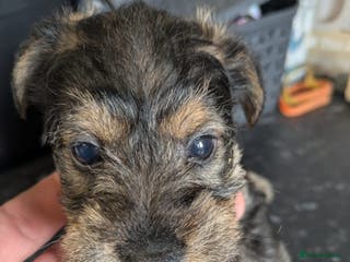 Mixed Breed dogs Wowauzer puppies for sale. Schnauzer x Welshie - Advert 2