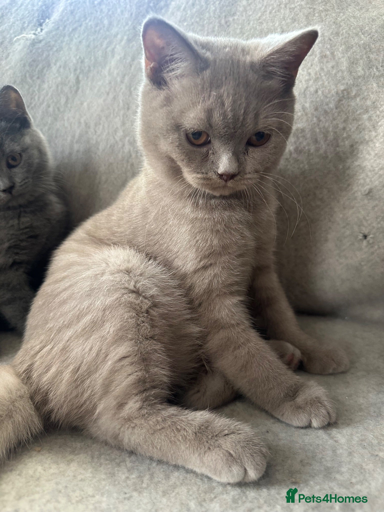 British Shorthair cats British Shorthair GCCF-registered Kittens  - Advert 2