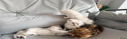 British Shorthair cats for sale: Persian x British shorthair kittens for sale  in Birmingham - Advert 2