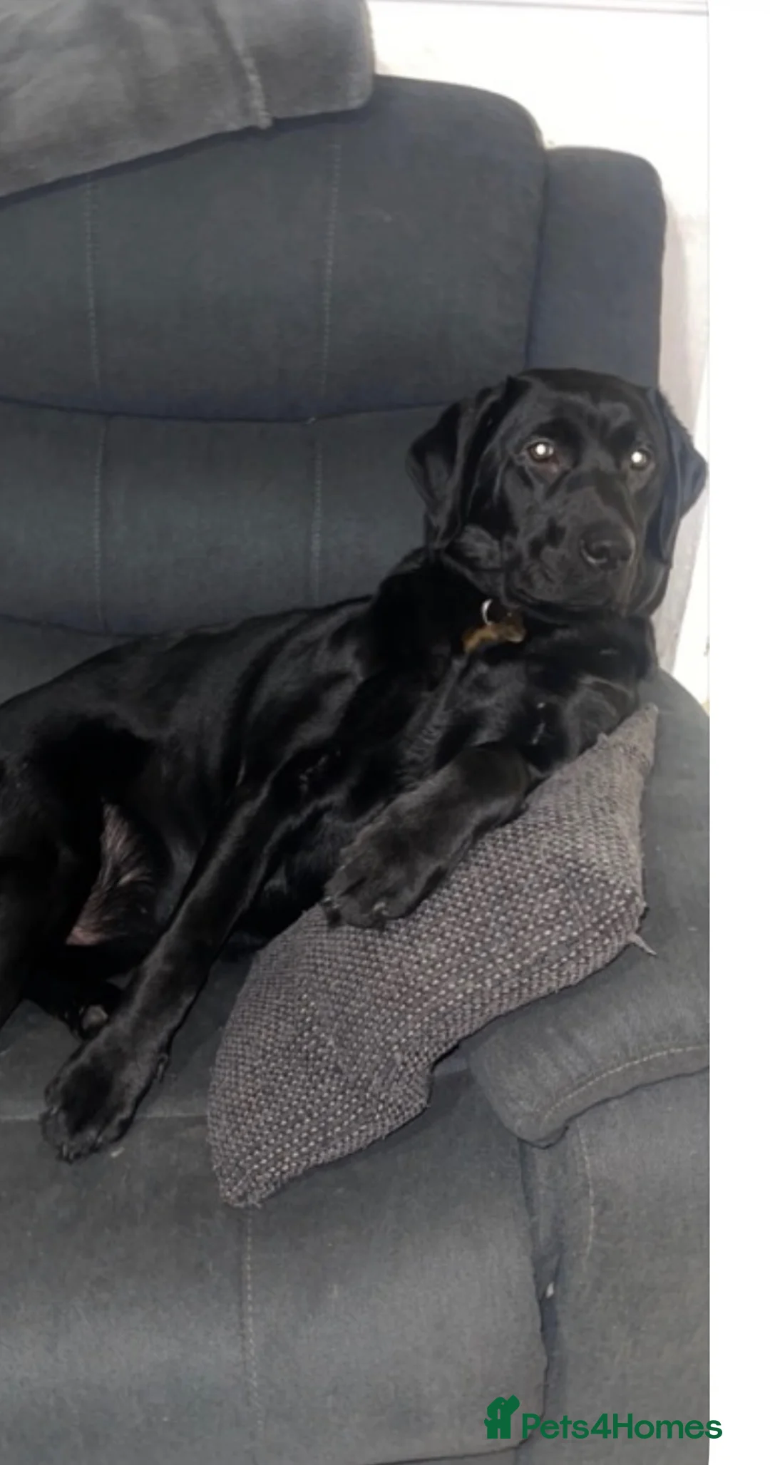 Labrador Retriever dogs for sale: 3 year old Labrador  - Advert 2