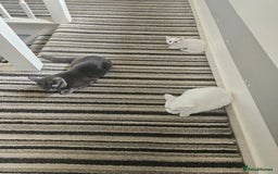Mixed Breed cats for sale: Cats for sale - Image 1