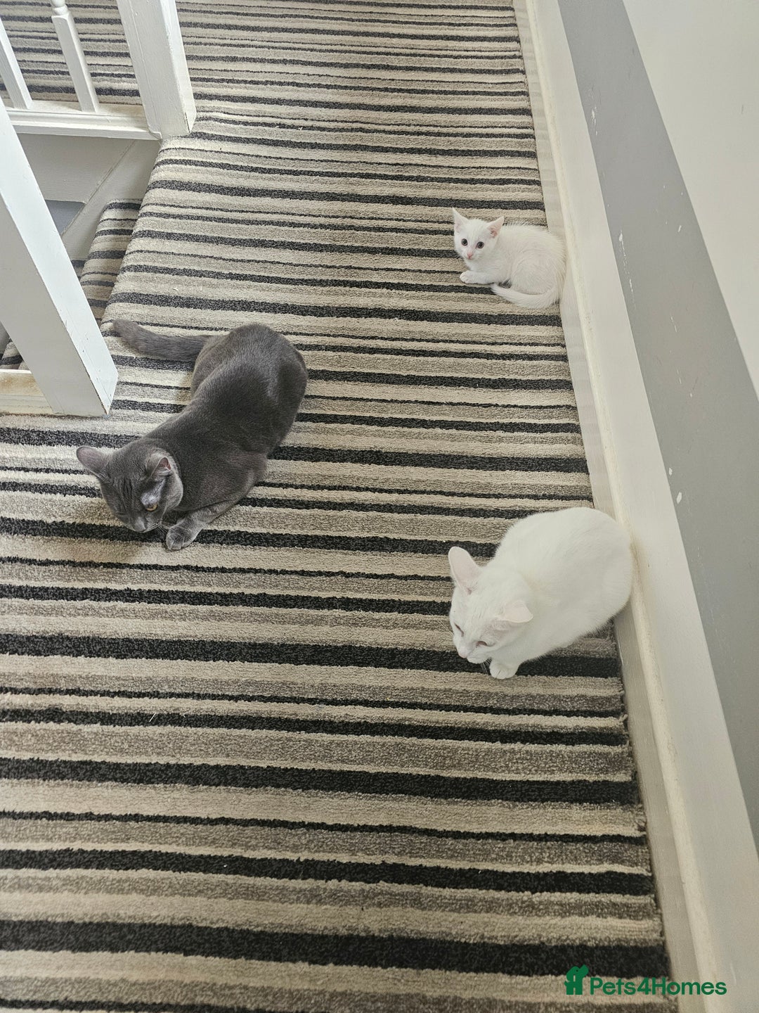 Mixed Breed cats for sale: Cats for sale - Image 1