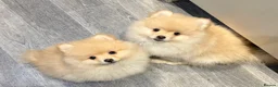 Pomeranian dogs for sale: Pomeranian puppy  - Advert 2