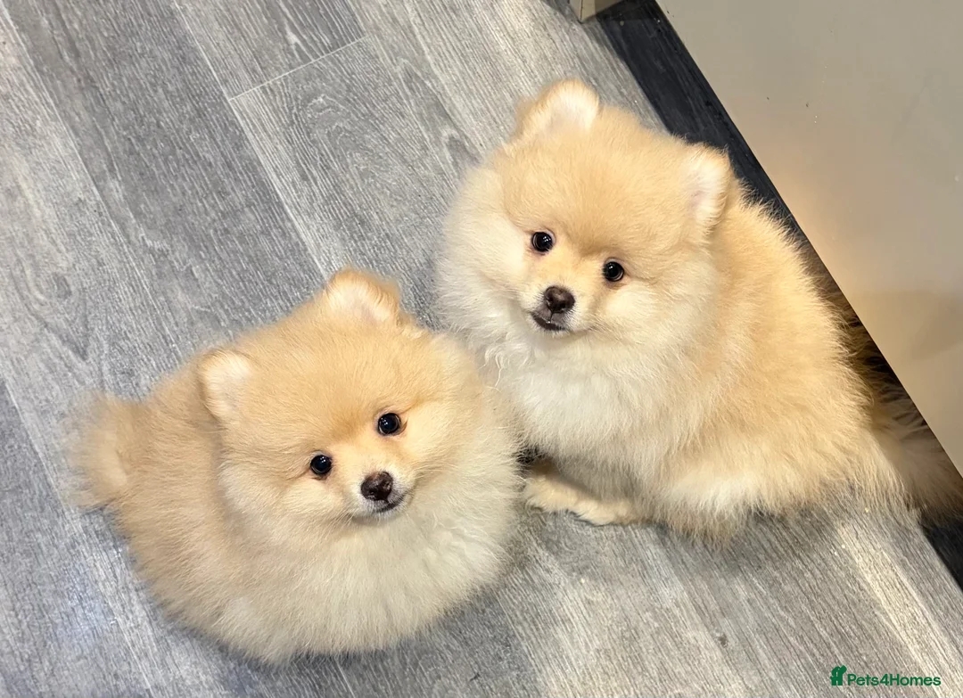 Pomeranian dogs for sale: Pomeranian puppy  - Advert 2