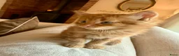 Mixed Breed cats for sale: Beautiful Ginger Kittens  - Advert 26