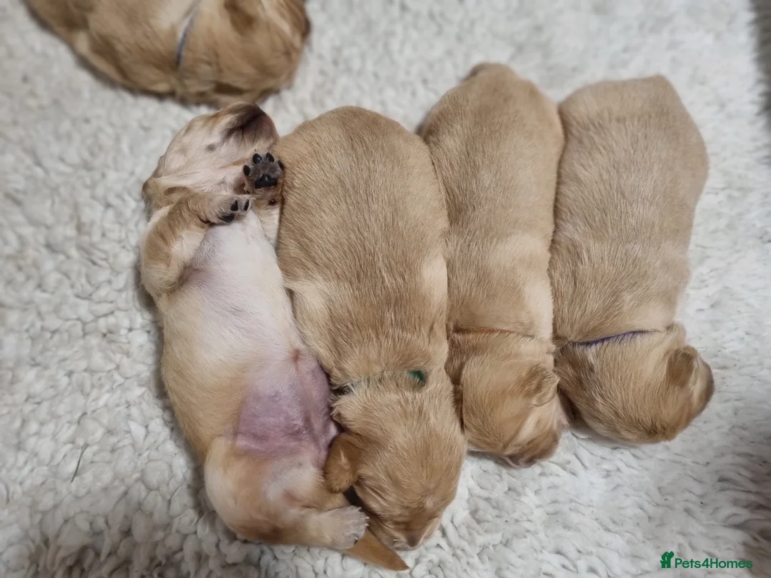 Golden Retriever dogs for sale: KC GOLDEN RETRIEVER PUPPIES  - Advert 8