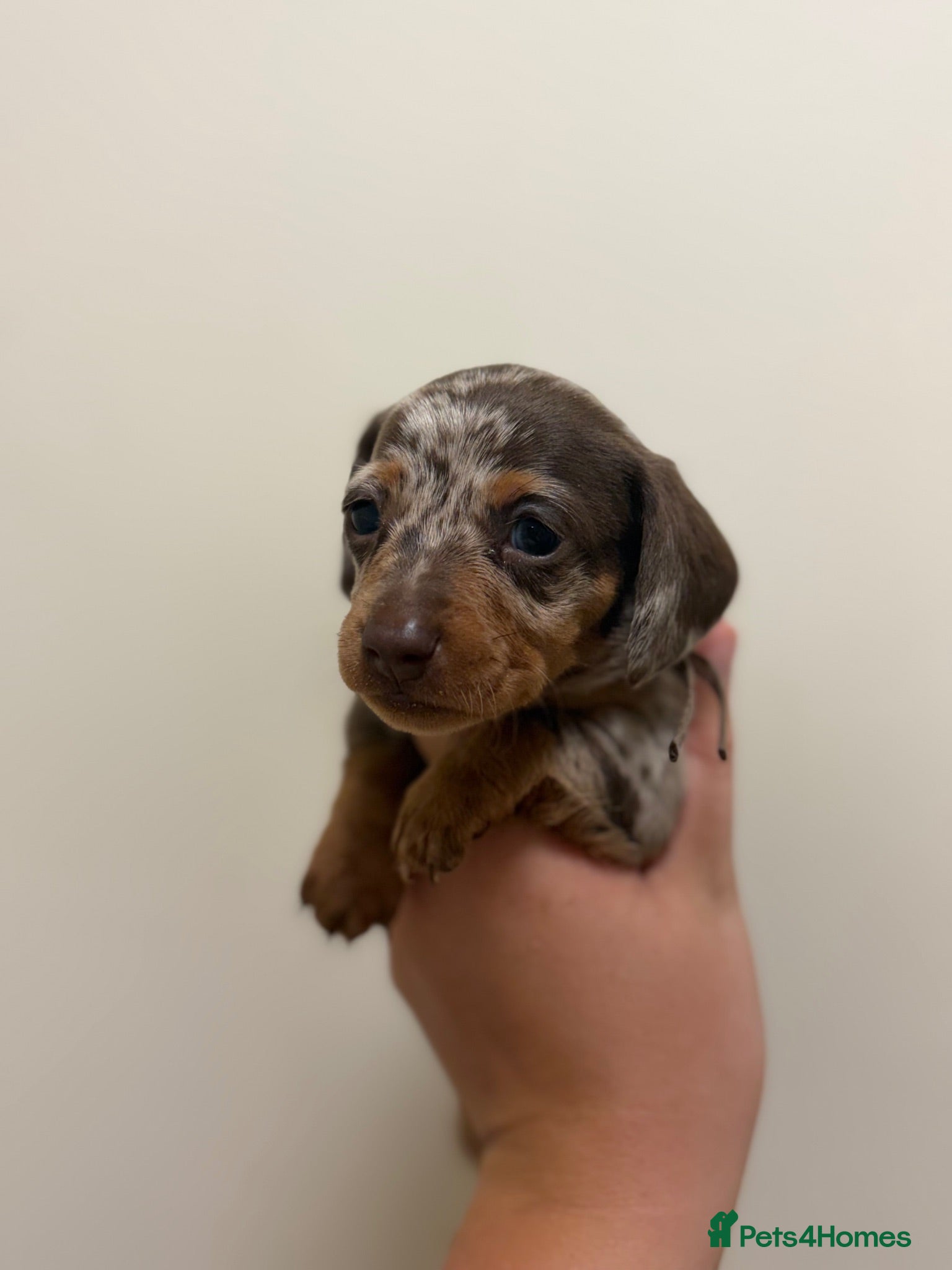 Miniature Dachshund dogs Miniature dachshund’s  - Advert 5