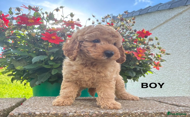 Miniature Poodle dogs - Advert 7