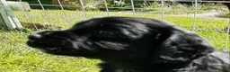 Mixed Breed dogs for sale: Cocker Spaniel/ Collie +spaniel puppies  - Advert 3
