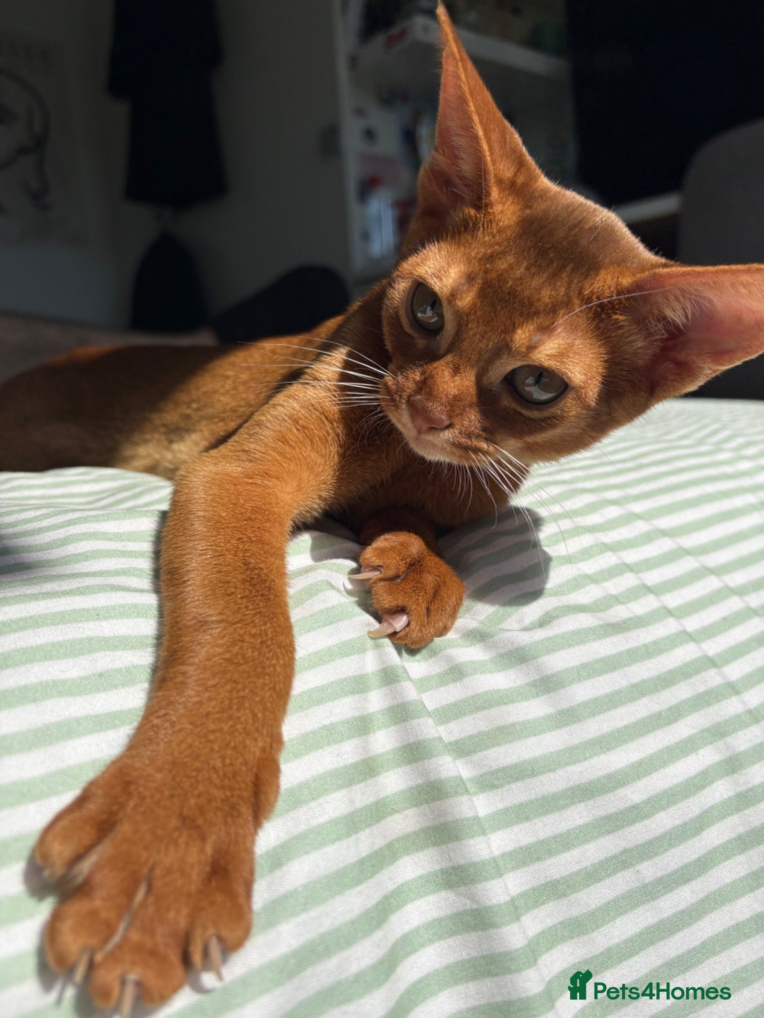 Abyssinian cats Stunning Abyssinian champion line kittens-last boy - Advert 14