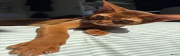 Abyssinian cats for sale: Stunning Abyssinian champion line kittens-last boy - Advert 7