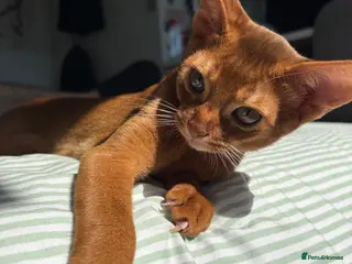 Abyssinian cats Stunning Abyssinian champion line kittens-last boy - Advert 14