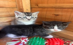 Mixed Breed cats for sale: 6 beautiful kittens looking for homes🏡  - Image 12