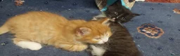 Mixed Breed cats for sale: Long‑Haired beautiful Ragdoll Cross Kittens - Advert 11