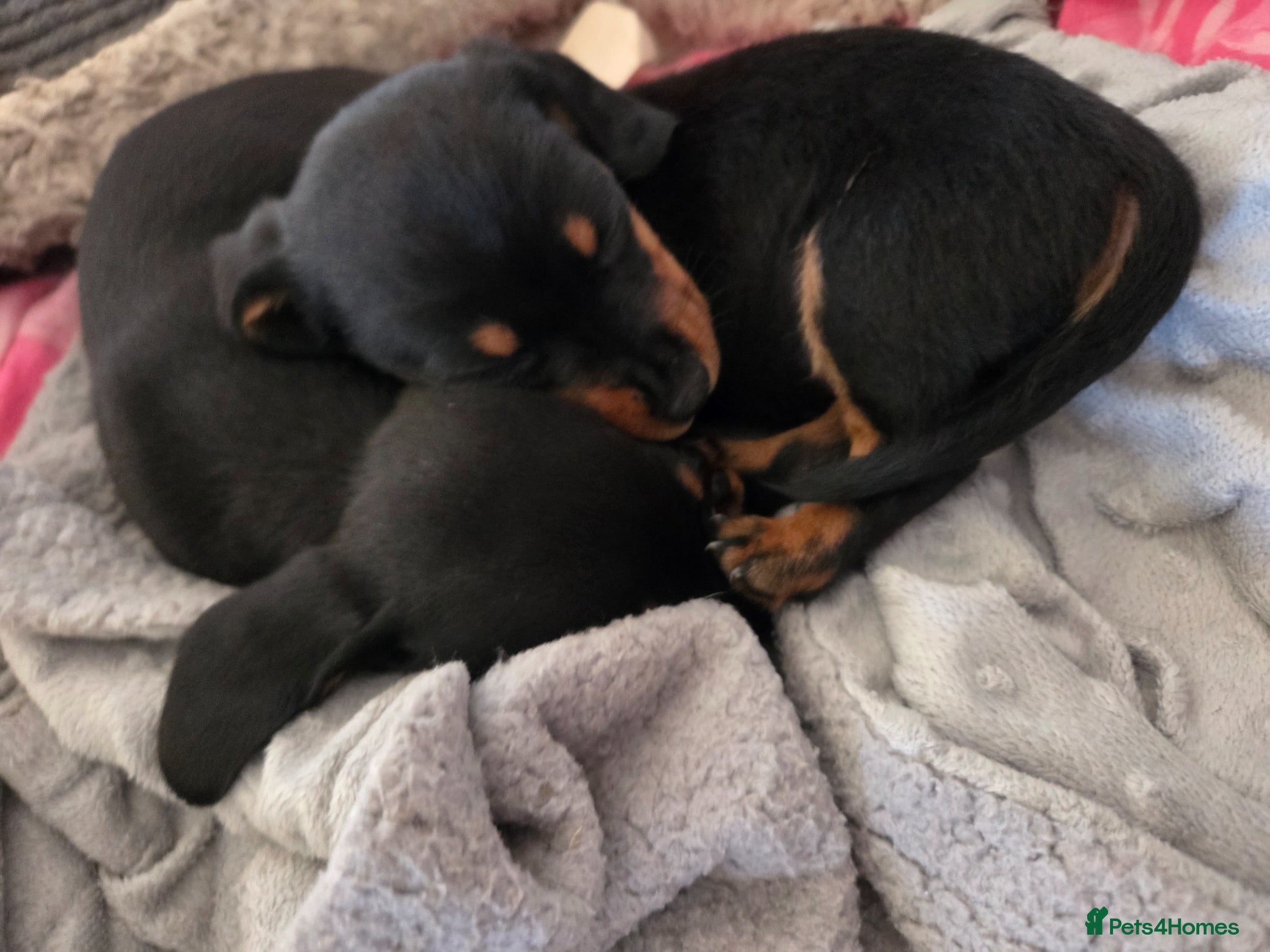 Miniature Dachshund dogs Miniature Dachshunds - Advert 1