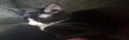 Mixed Breed cats for sale: Kittens for sale in Blackburn - Advert 2