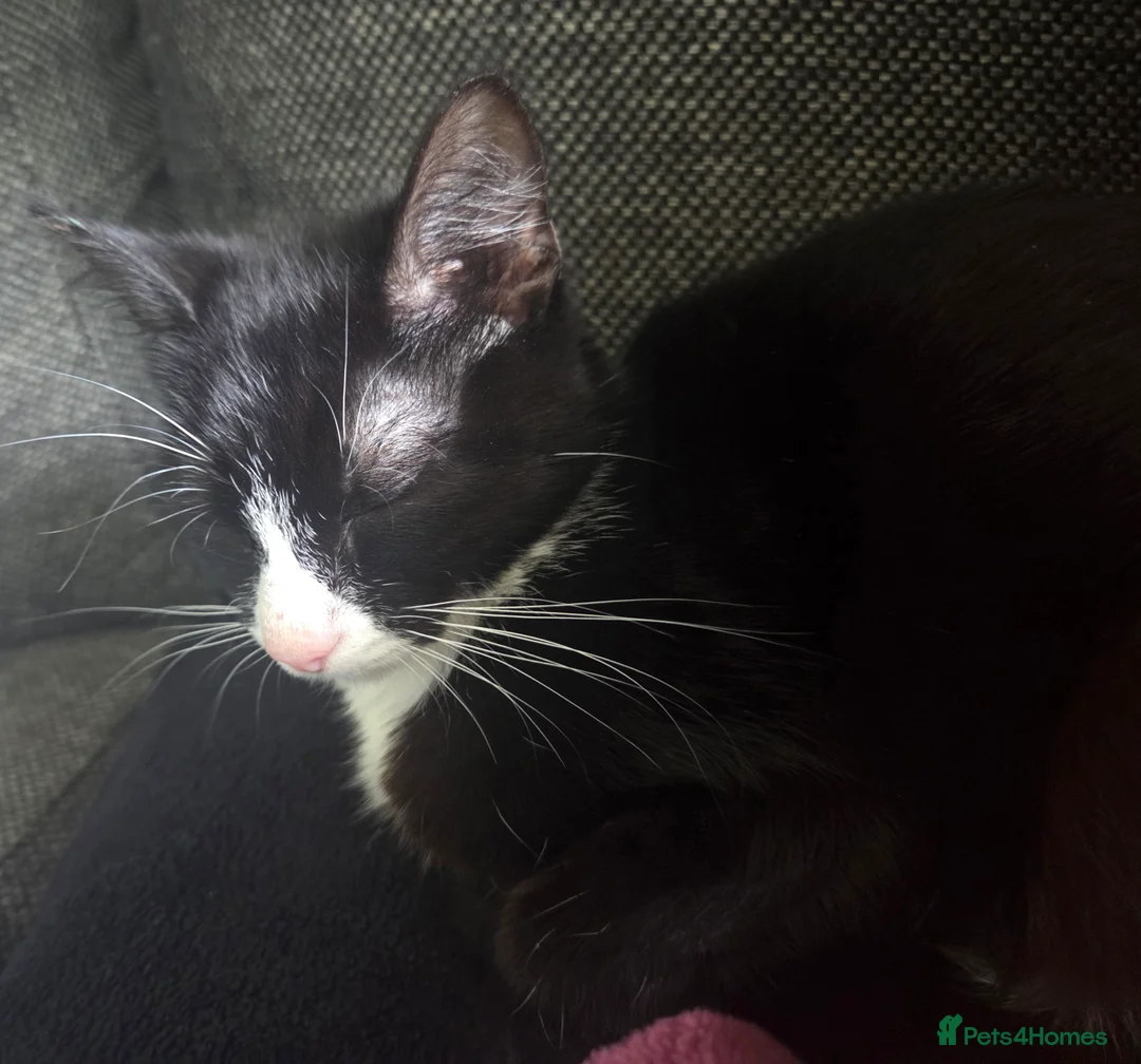Mixed Breed cats for sale: Kittens for sale in Blackburn - Advert 2
