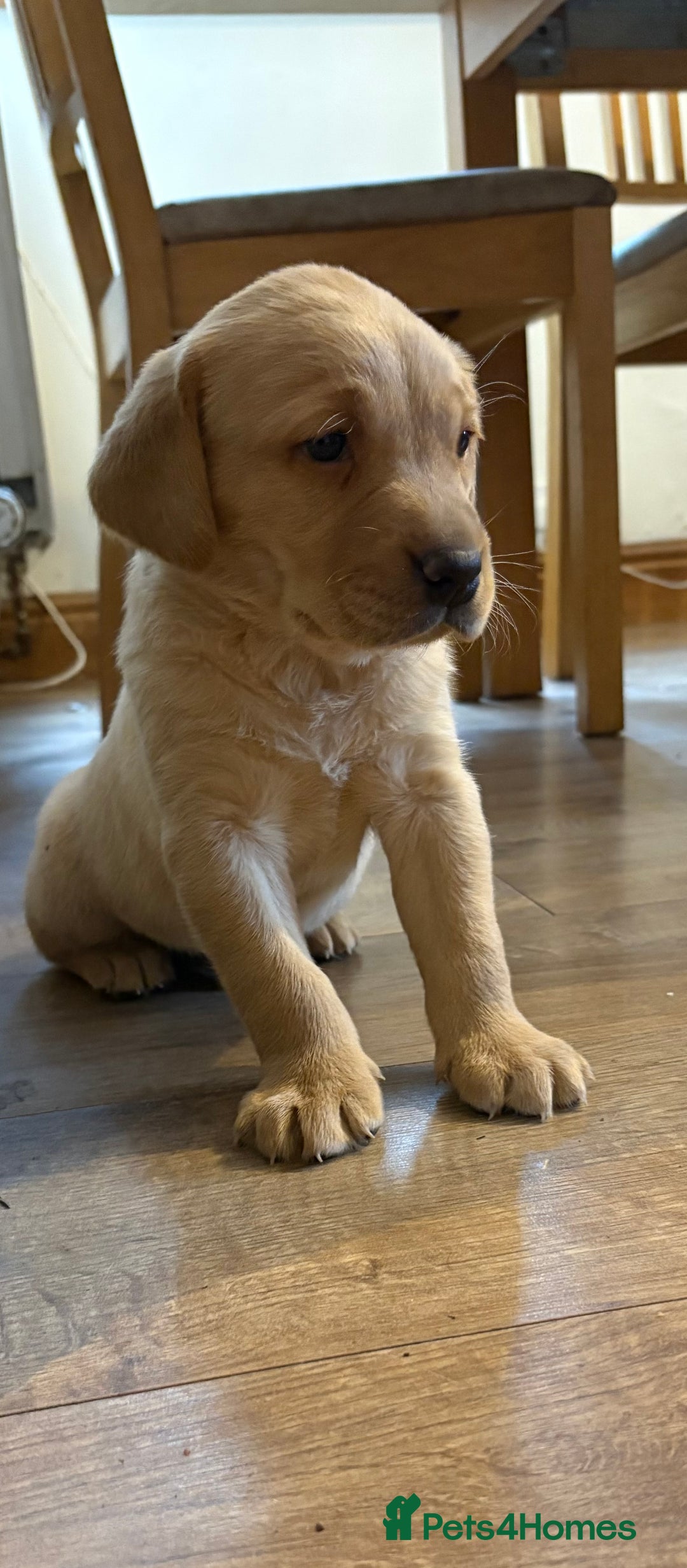 Labrador Retriever dogs for sale: 🐶KC Registered Labradors 🐶 - Advert 13