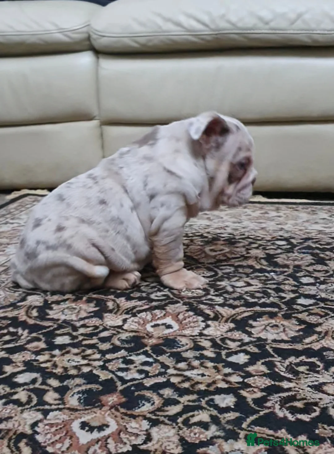 English Bulldog dogs for sale: Lovely lilac and tan Merle girl - Advert 12