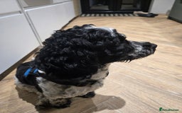 Sproodle dogs for sale: Sproodle 18 months - Image 3