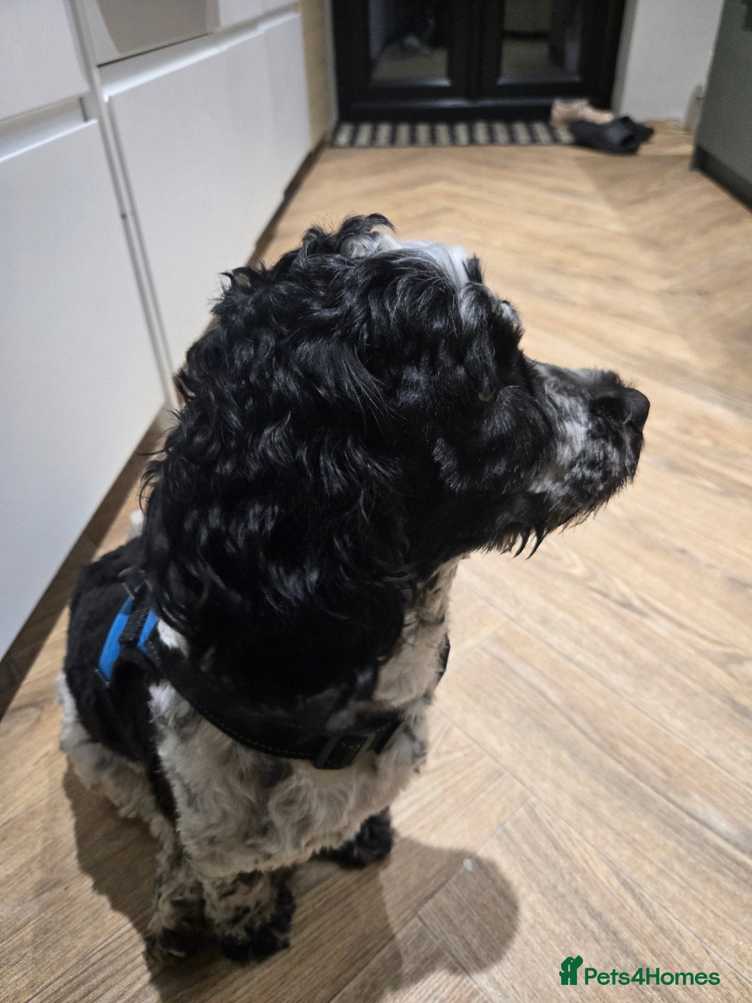 Sproodle dogs for sale: Sproodle 18 months - Image 3