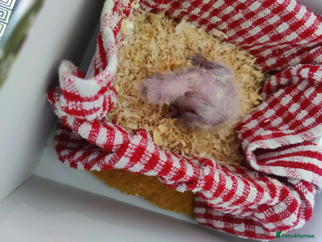 Parrots birds for sale: African grey parrot babies for sale  in Glasgow - Advert 3