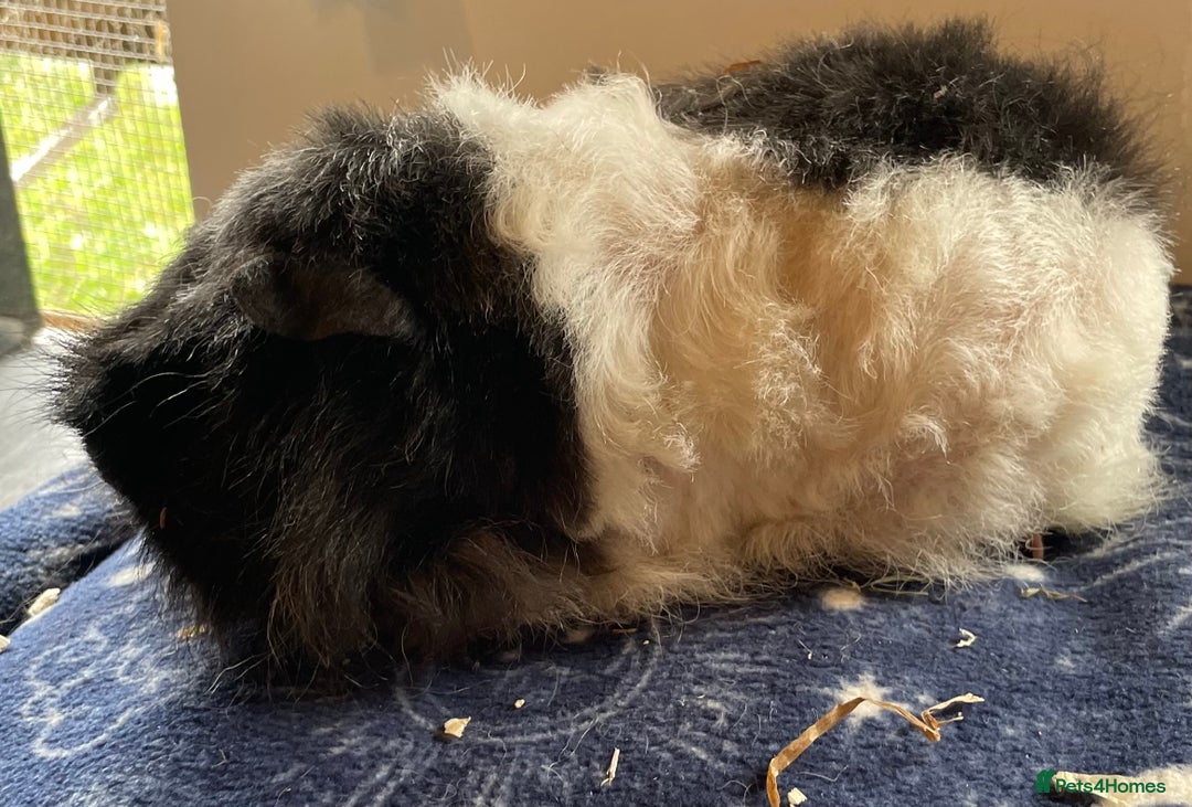 Guinea Pig rodents for sale: Older boar’s and baby Alpaca Texel and merino  - Image 7