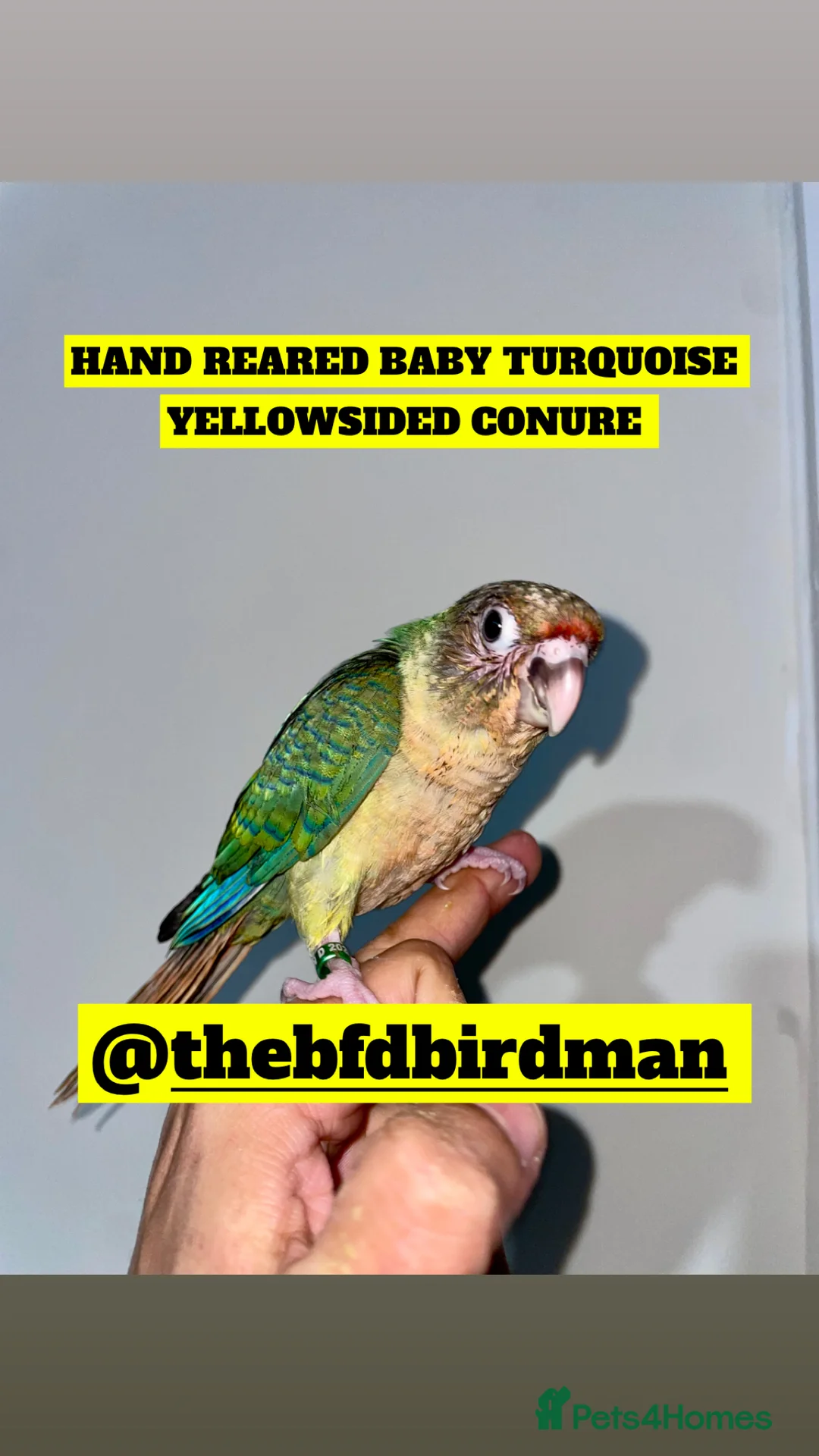 Conures birds for sale: 100% SILLY TAME HAND REARED BABY CONURES - Advert 11