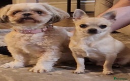 Chihuahua dogs for stud: Buddy - Image 4