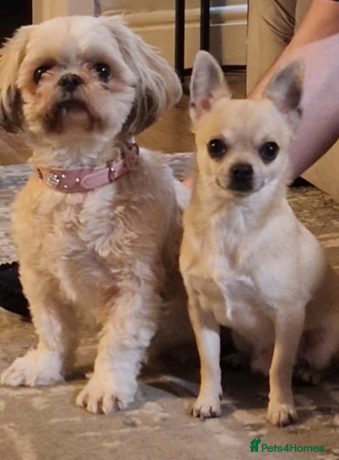 Chihuahua dogs for stud: Buddy - Image 4