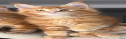 Maine Coon cats for sale: Ready Now TICA Registered Maine Coon Kittens Red - Advert 15