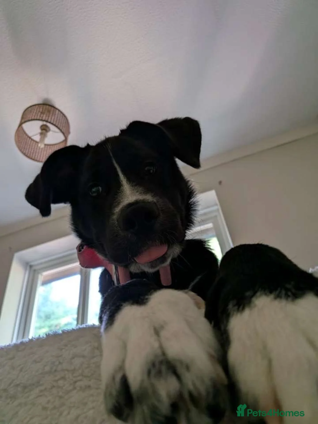 Mixed Breed dogs for sale: Beautiful Dog Lotus Mixed Bread Cane Corso - Advert 2