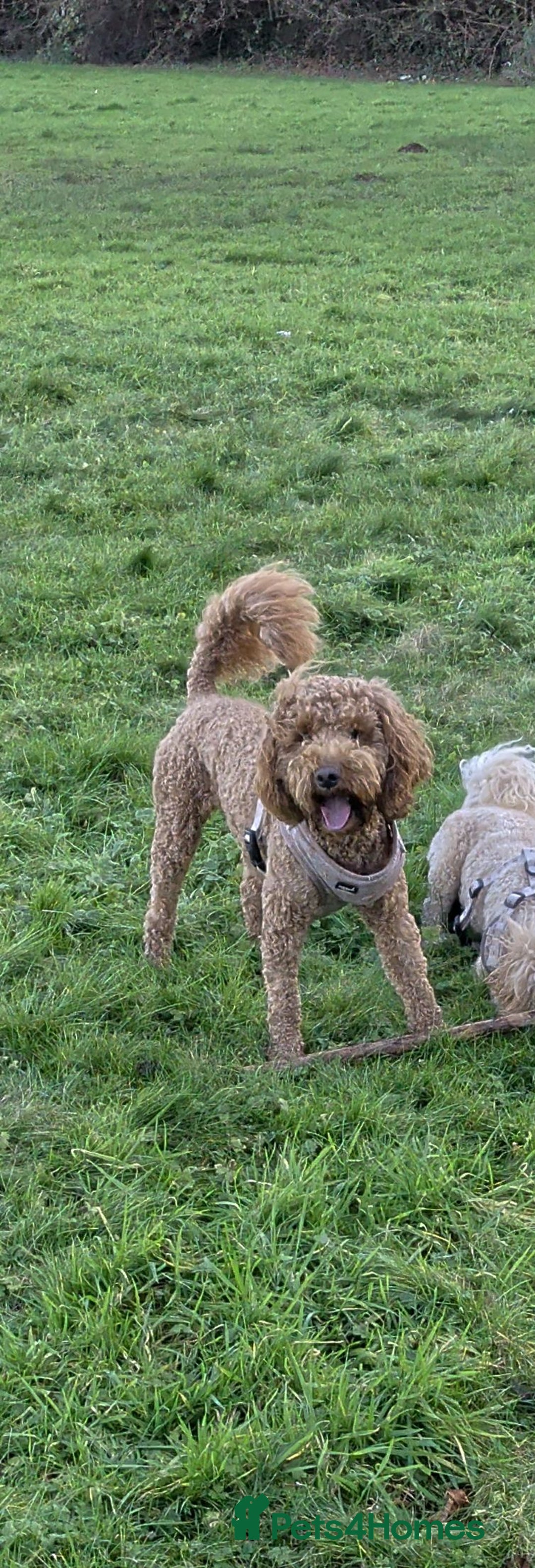 Cockapoo dogs for stud: Cockapoo for Stud - Advert 6