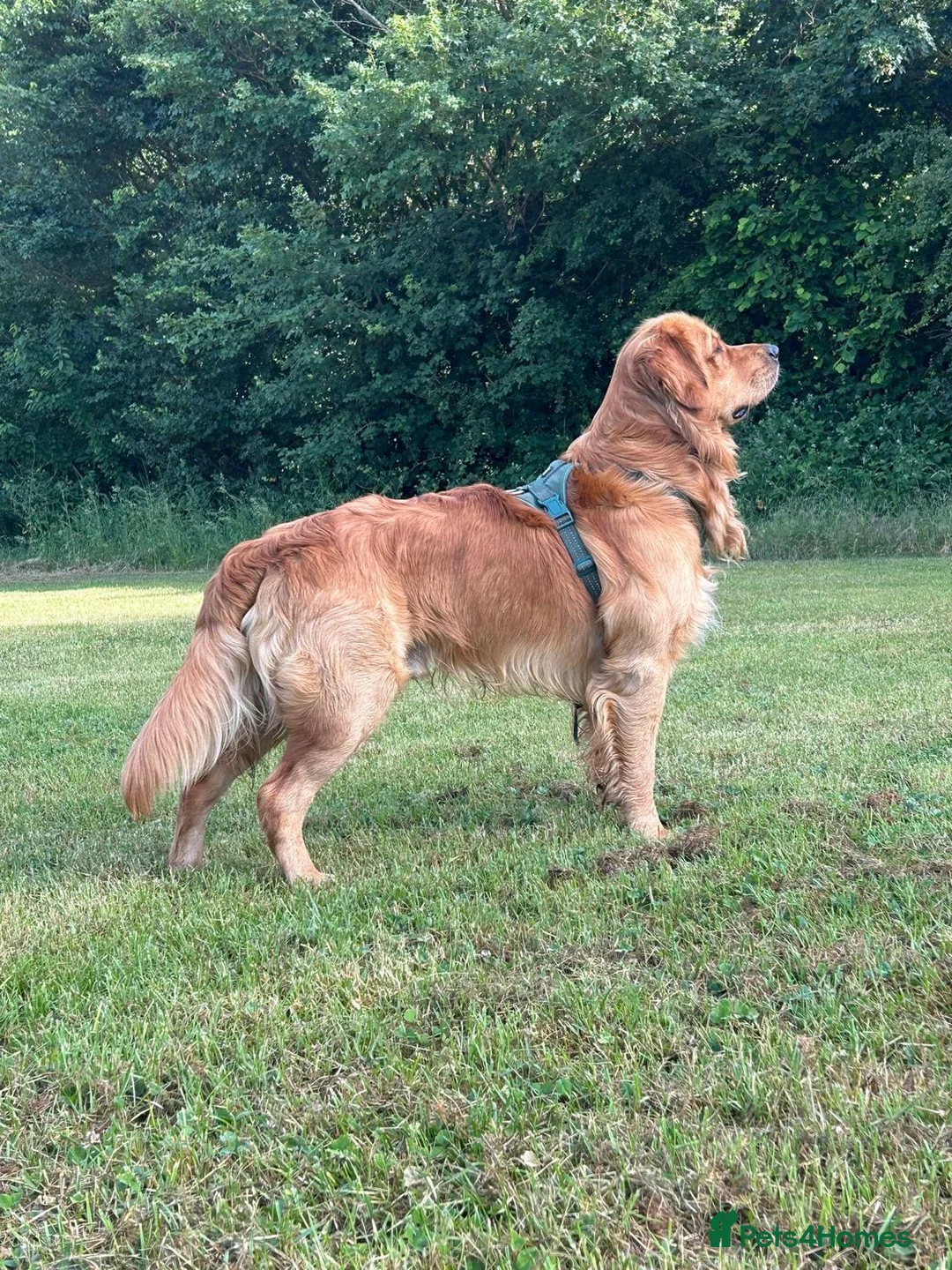 Goldador dogs for sale: Labrador x golden retriever ( goldador) in Llanelli - Advert 8