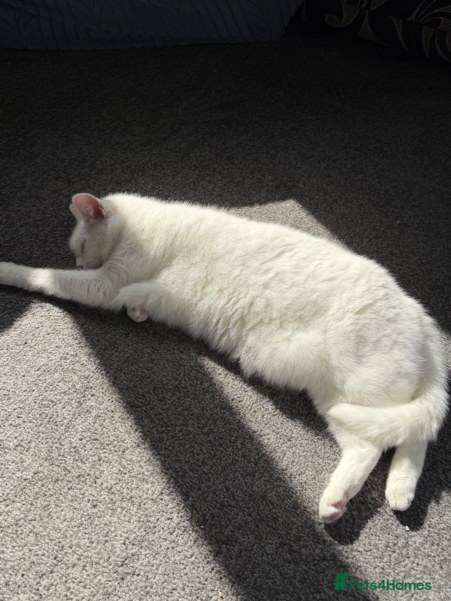 Mixed Breed cats Female white xat - Advert 1