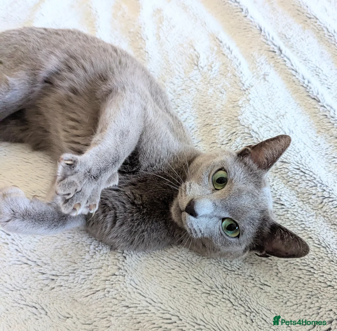 Russian Blue cats for sale: GCCF Registered Females – Kind, Gentle Lap Cats - Advert 1