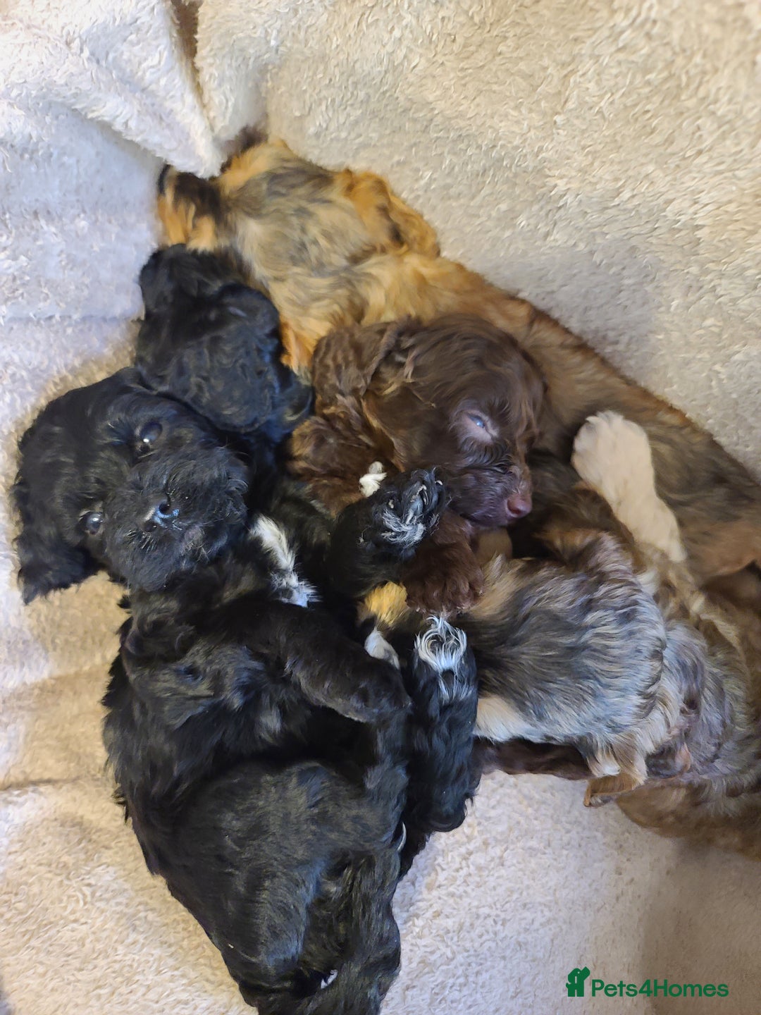 Cockapoo dogs for sale: Super Socialised F1 Cockapoo Puppies. DNA TESTED.  - Image 8